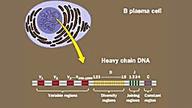 باز آرایی ژنها با فرآیند بلوغ mRNA متفاوت است ایوانبرادین