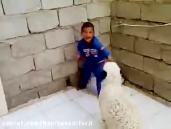 درگیری بره با کودک درگیری بره با کودک