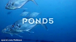 ماهی گیش پوزه دراز