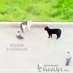 صدا گزاری جواد خواجوی| برو يره...