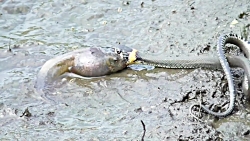 شکار جالب ماهی توسط مار