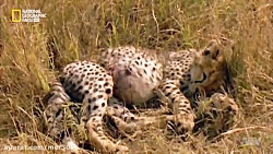 حیات وحش دنیای بکش یا کشته میش...