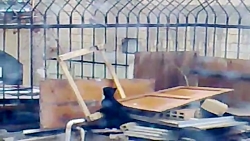 گربه زرنگ و شکار پرنده