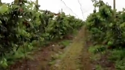 باغ مدرن گیلاس - ارقام تجارینه...