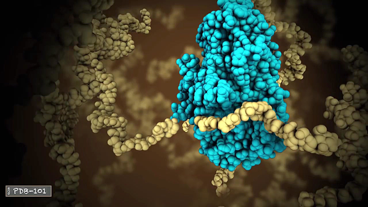 What is a Protein? ایمونوانژیوگرافی