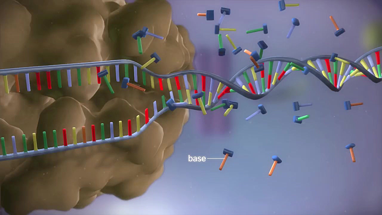 From DNA to protein - 3D زوترلینیب