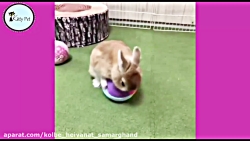 من همون خرگوش هستم که خرم به ع...