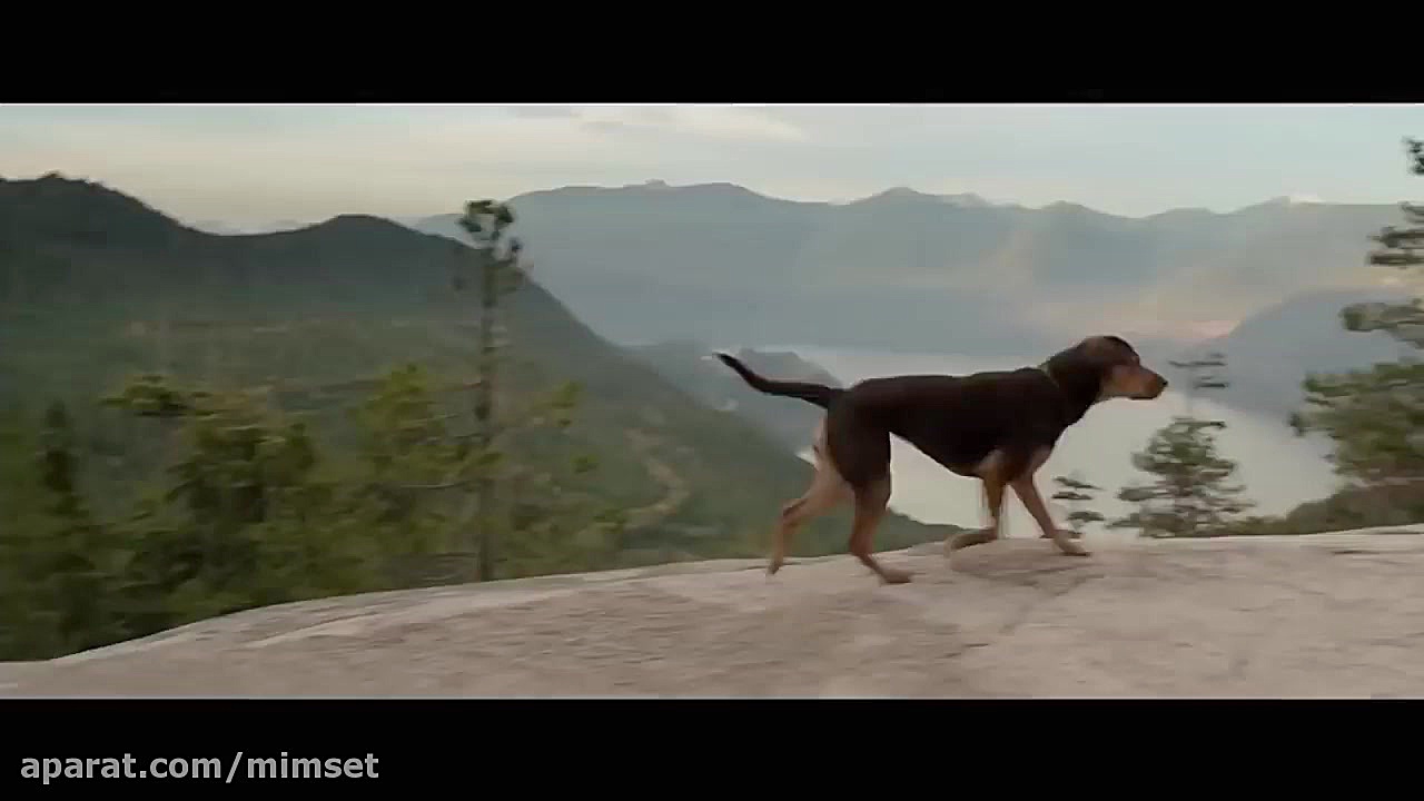 تریلر فیلم درام مسیر یک سگ به خانه - A Dog's Way Home زمان159ثانیه