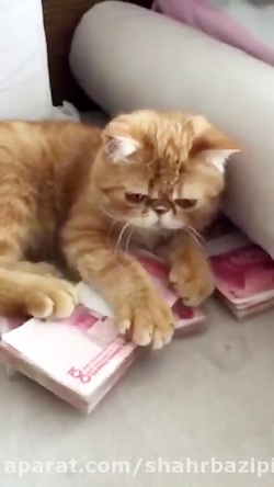 گربه پول پرست شهربازی www.iepm...