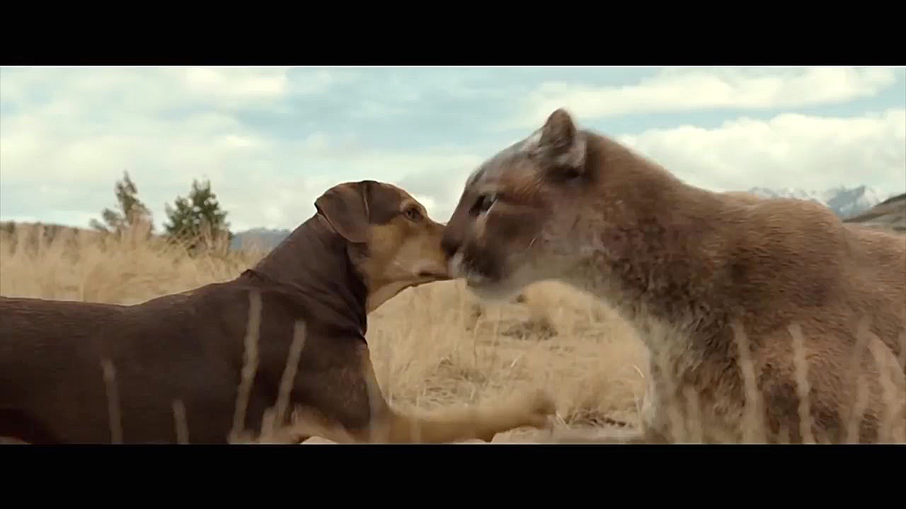 تریلر فیلم | A DOG'S WAY HOME 2019 زمان166ثانیه