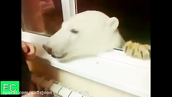 دوستی خرس وحشی با انسان