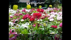 Sony xperia z2 .vs samsung gal...