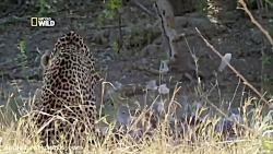 حمله دیدنی پلنگ برای شکار پرند...