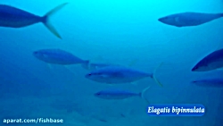 ماهی گیش رنگین کمانی