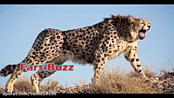 حقایقی جالب درباره یوزپلنگ ایرانی ! حقایقی جالب درباره یوز...