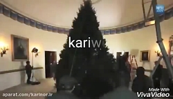 فروش درخت کریسمس خرید کاج کریس...