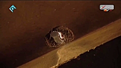 Serial Paytakht Season  5 Part...