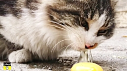 آب میوه لاغری کیوی چربی سوز قو...