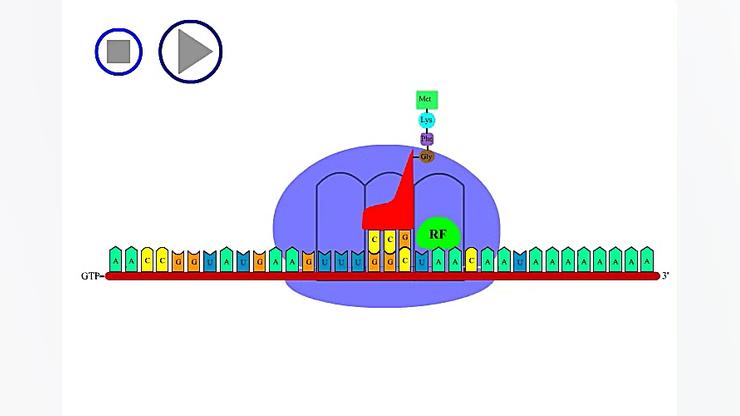 مراحل ترجمه RNA تزریق بوتاکس