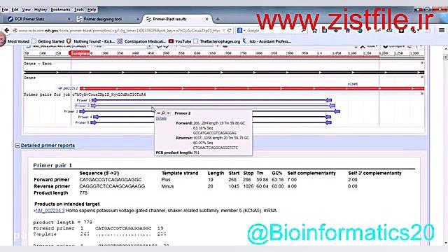 طراحی پرایمر در NCBI- آموزش بیوانفورماتیک کیم کارداشیان