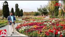 گلهای داودی پائیز تهران