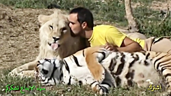 دوستی تماشایی انسان و شیر