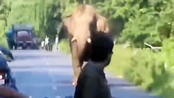 ثبت لحظات وحشتناک از حمله حیوانات به انسانها ثبت لحظات وحشتناک از حم...