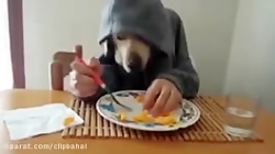 سکی که بادستاش غذا میخورد