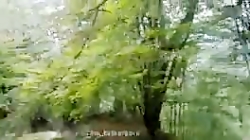 طبیعت زیبای جنگل طبیعت زیبای جنگل