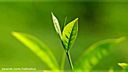 فرایند تولید چای