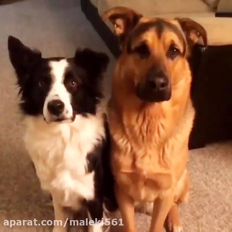 Собаки обнимаются гиф