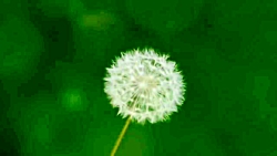 حکایت خرس و اژدها از مثنوی معن...