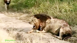 زخمی شدن مرگبار شیرها در شکار