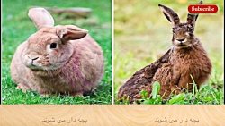 حیوانات مشابه اما متفاوت