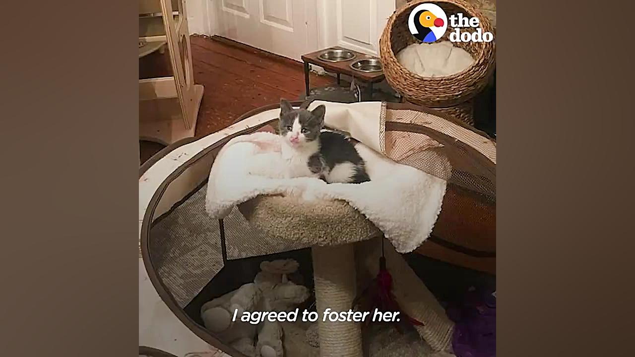 عجیب ترین چشم گربه ای جهان جاستین بیبر