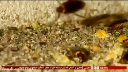 نان سوسک !