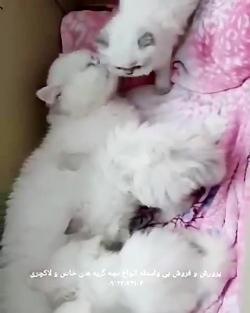 گربه بلو