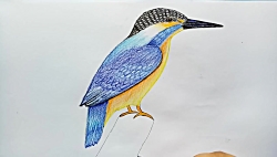 kingfisher photo of the year kingfisher photo 6 years