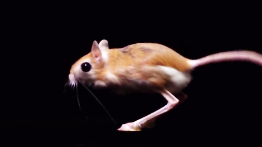 Download JERBOA - Hopping Desert Rodent, Cute But Deadly!!