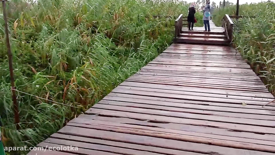 پل چوبی کیاشهر