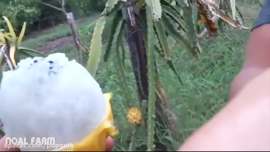 برداشت میوه دراگون فروت