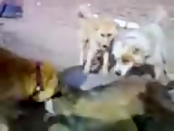 فیلم جنگ سگ و گرگ وحشی به دام...