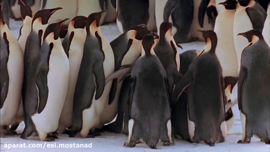 March of the Penguins مستند زیبای «  رژه پنگوئن ها » حیات وحش دوبله زمان4816ثانیه