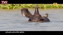 فرار یک گله فیل و کرگدن از یک...