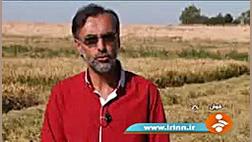 کشت برنج با مصرف یک سوم آب مایکروگناتیا