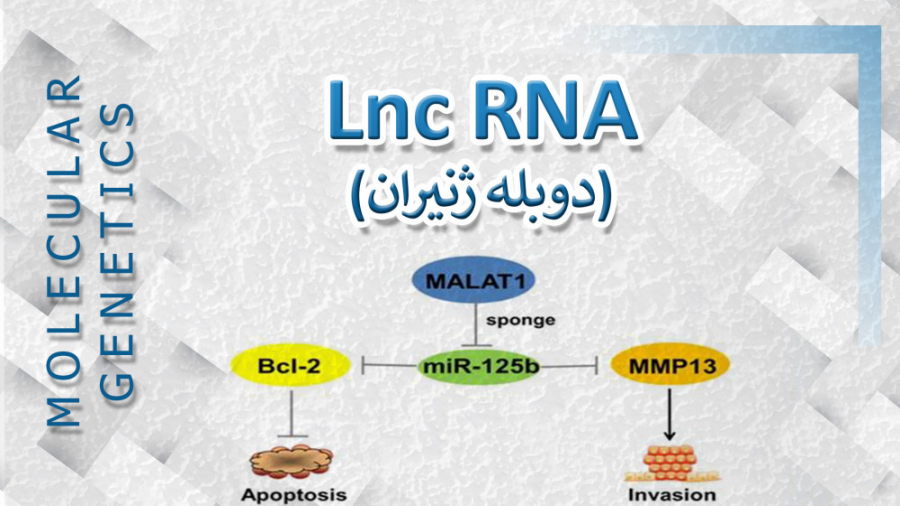 Lnc RNA - دوبله ژنیران بیماری کیانسروماتوز صفاقی