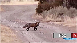 10 تا از وحشی نرین حیوانات