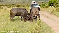 نبرد خونین حیوانات نر در فصل ج...