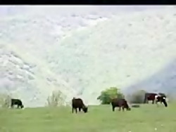 محبت کاظم اوف باکی