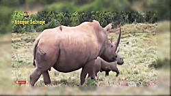 مبارزه قدرتمندها در حیات وحش